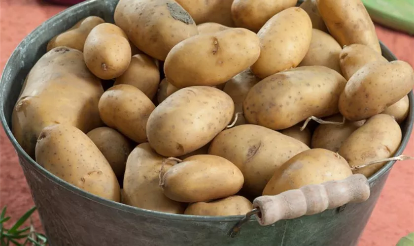 Solanum tuberosum 'Nicola'