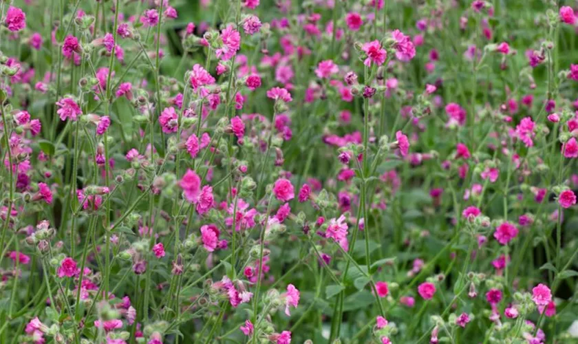 Silene dioica 'Firefly'