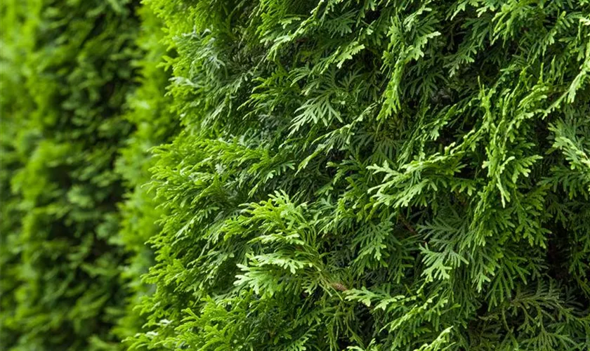 Thuja occidentalis 'Columna'