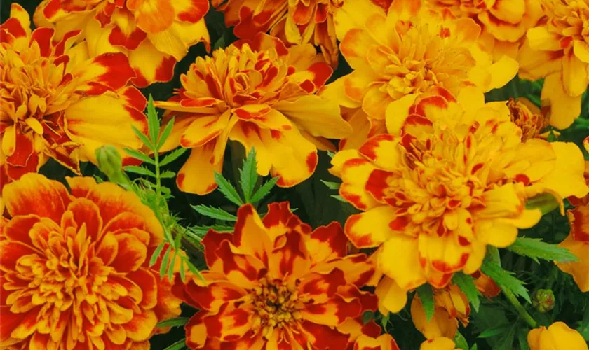 Tagetes patula 'Bolero'