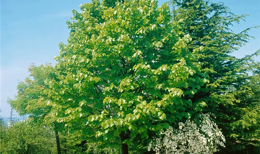 Tilia x euchlora