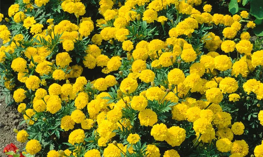 Tagetes patula 'Boy', gelb