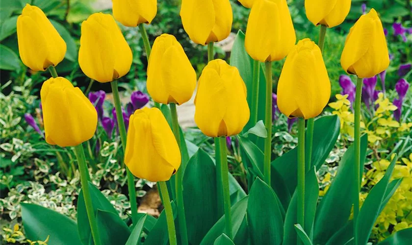 Tulipa 'Golden Apeldoorn'