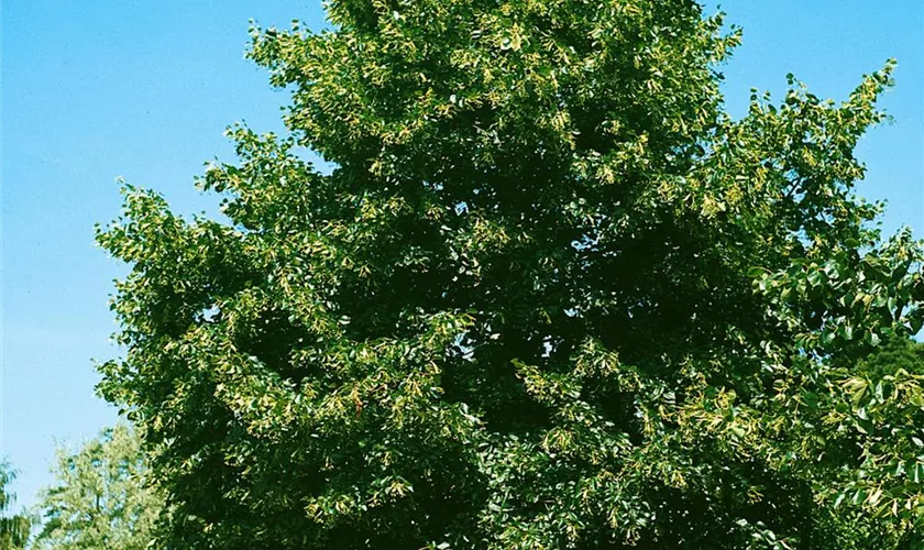 Tilia x vulgaris 'Pallida'