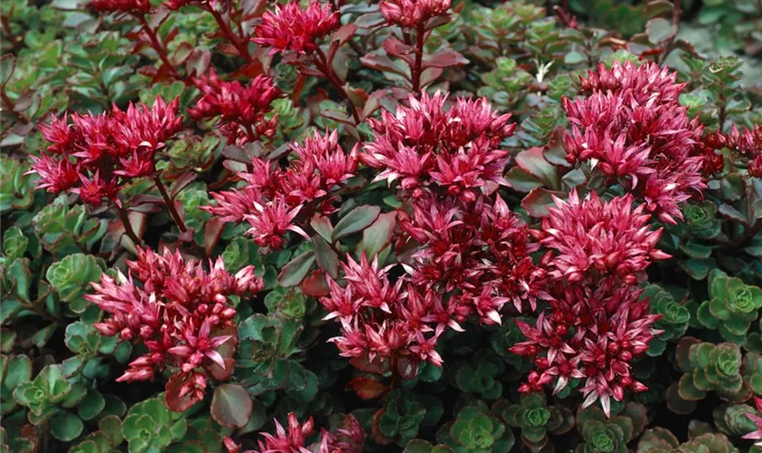 Sedum spurium 'Fuldaglut'