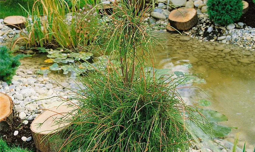 Thuja occidentalis 'Filiformis'