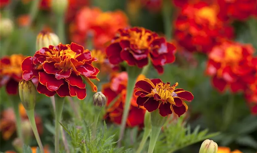 Tagetes patula 'Carmen'