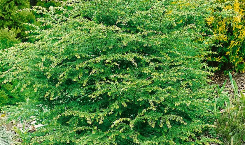 Tsuga canadensis 'Eisberg'