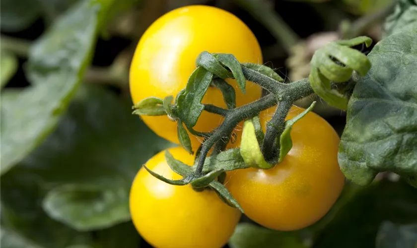 Tomate 'Patio Cherry'