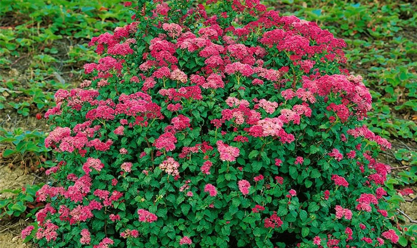 Spiraea japonica 'Bullata'