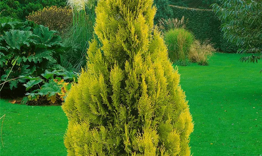 Thuja occidentalis 'Golden Anne'®