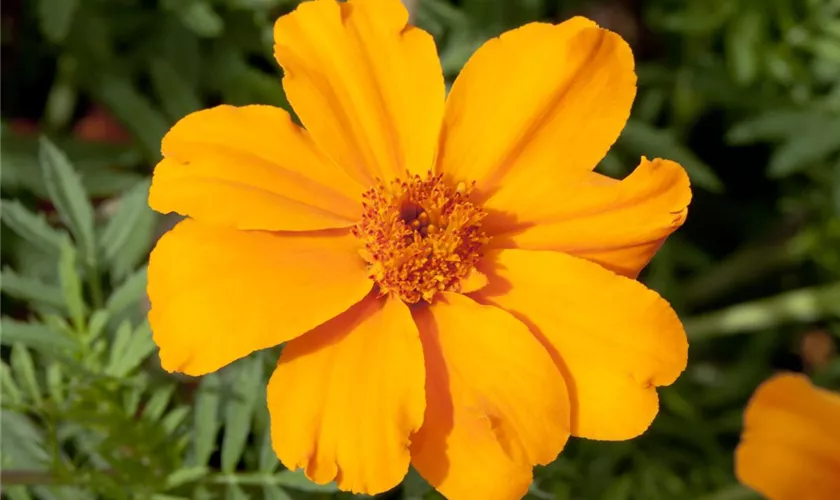 Tagetes patula 'Disco'