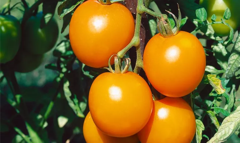 Tomate 'Pendolino'