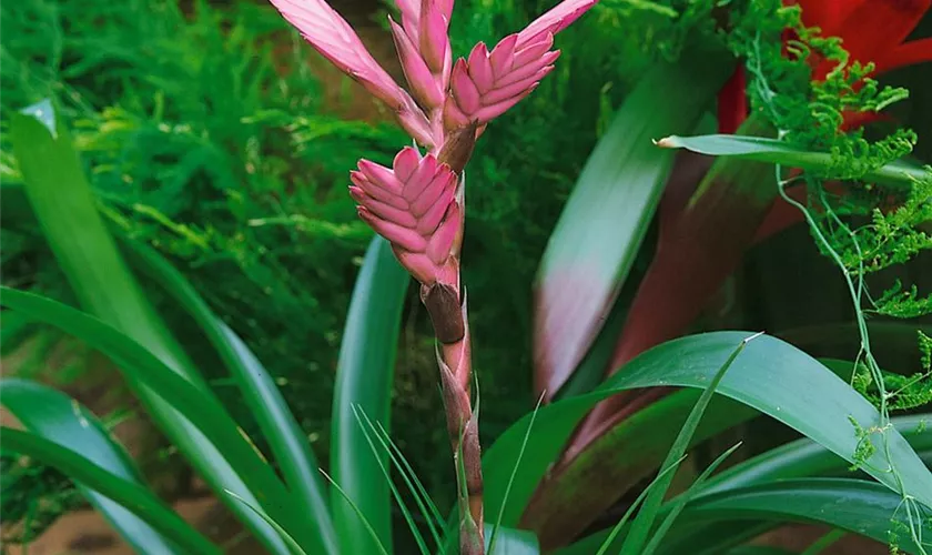 Tillandsia 'Andreus'