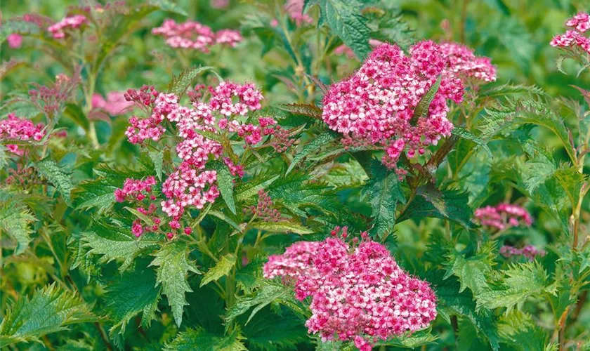 Spiraea japonica 'Crispa'