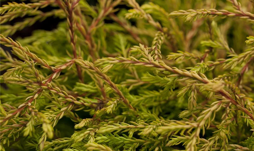 Thuja occidentalis 'Golden Tuffet'