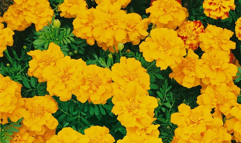 Tagetes patula Durango®