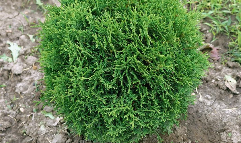 Thuja occidentalis 'Holm Ball'