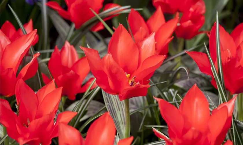 Tulipa greigii 'Ali Baba'