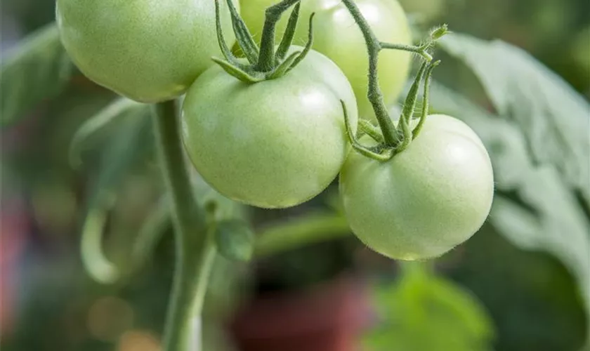 Tomate 'Phantasia'