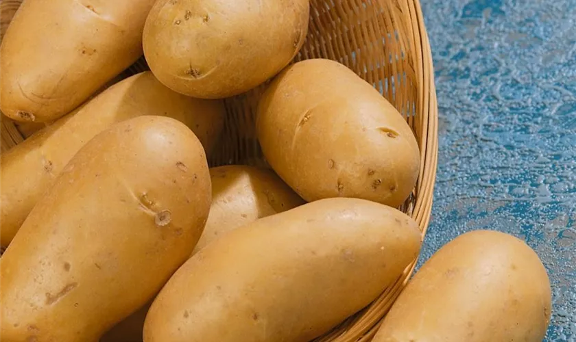 Solanum tuberosum 'Valetta'