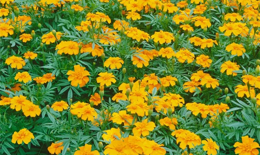 Tagetes patula 'Josephine'