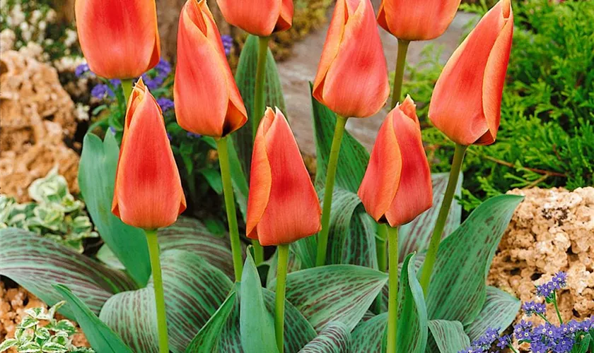 Tulipa greigii 'Calypso'