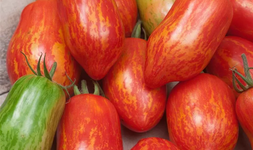 Solanum lycopersicum 'Pink Tiger'