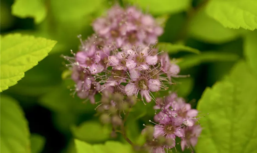 Spiraea japonica 'Goldflame'