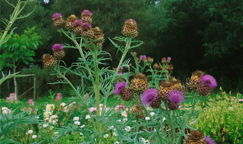 Silybum marianum