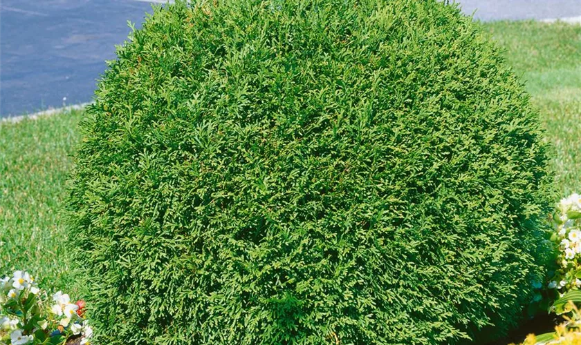 Thuja occidentalis 'Little Champion'