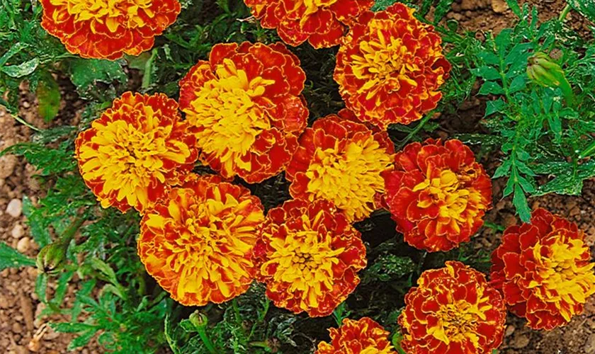 Tagetes patula 'Nevada Feuer'