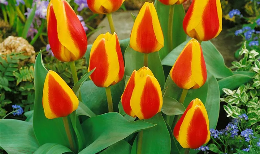 Tulipa greigii 'Carioca'