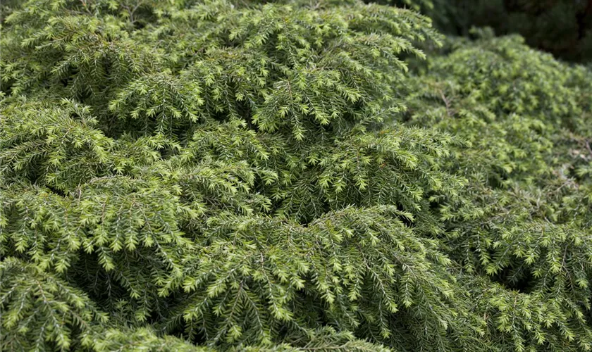 Tsuga canadensis 'Jeddeloh'