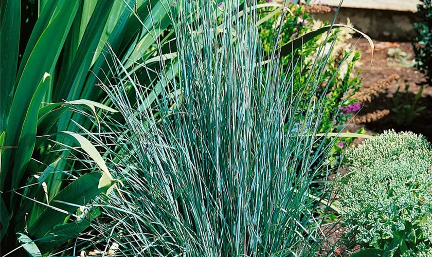 Schizachyrium scoparium