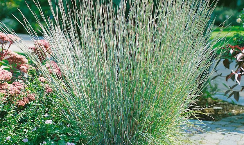 Schizachyrium scoparium 'Cairo'