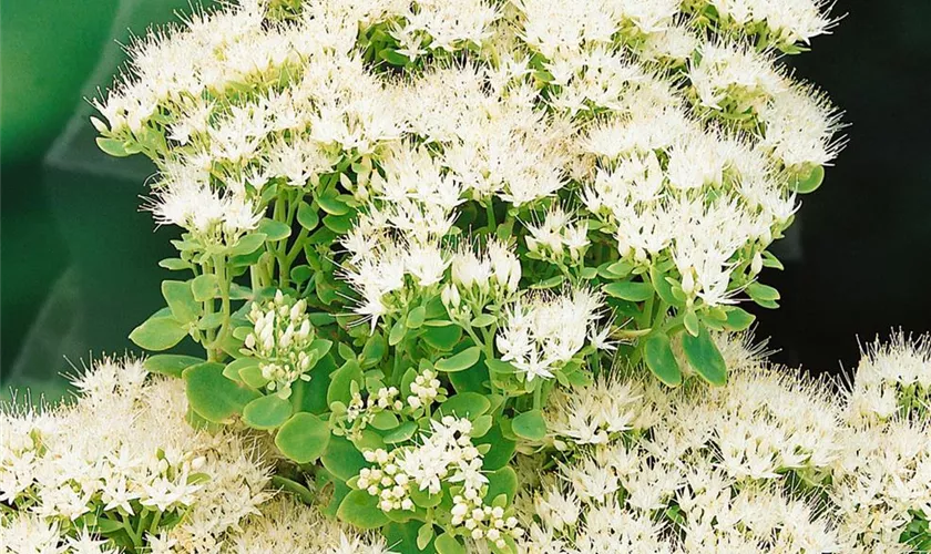 Sedum telephium 'Alba'