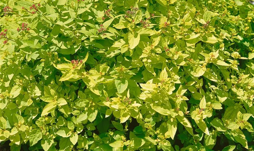 Spiraea japonica 'Limemound'