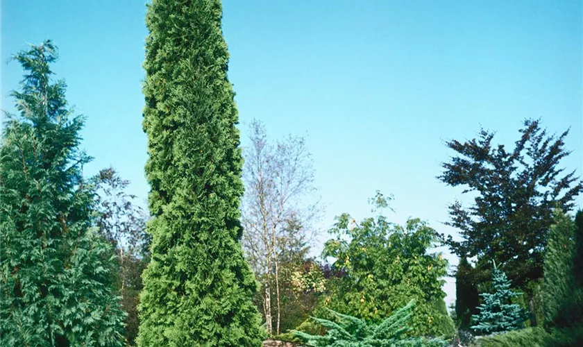 Thuja occidentalis 'Malonyana'