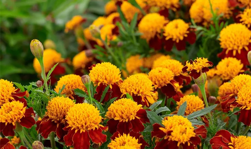 Tagetes patula 'Orangeflamme'