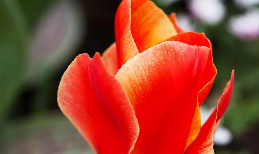 Tulipa greigii 'Corsage'