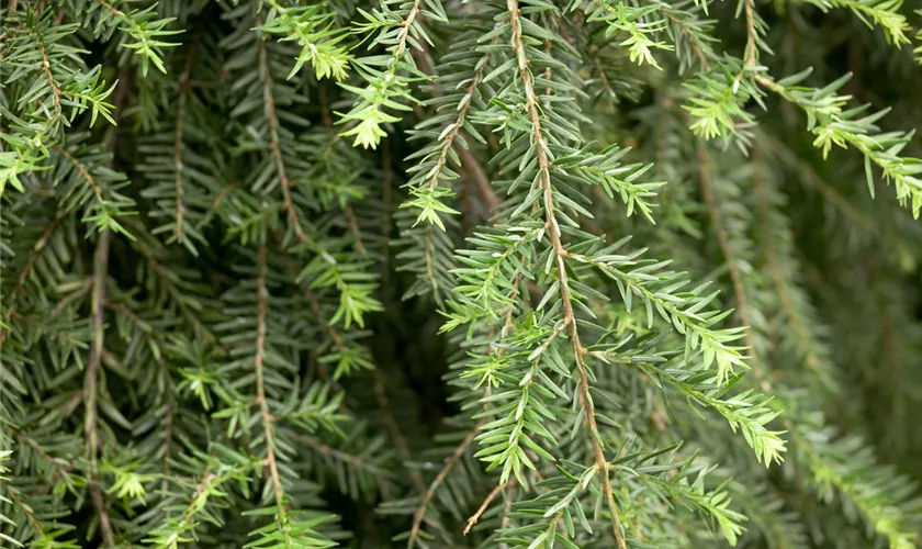 Tsuga canadensis 'Pendula', Stamm