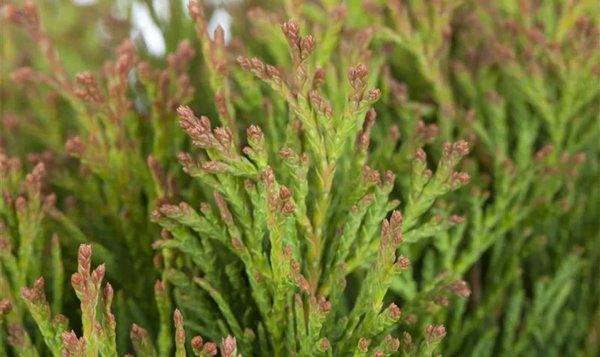 Thuja occidentalis 'Miky'