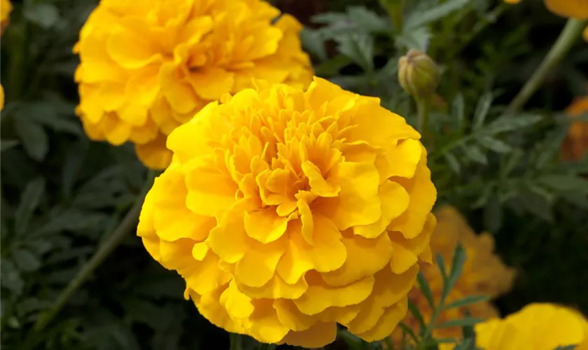 Tagetes patula 'Petite Gelb'