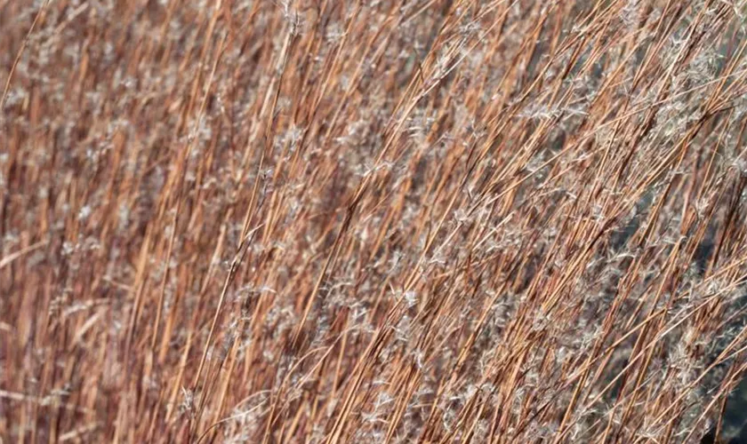 Schizachyrium scoparium 'Wildwest'