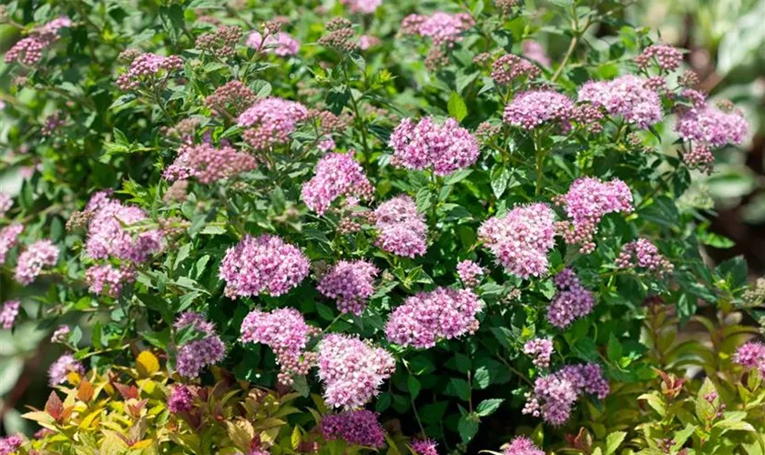 Spiraea japonica 'Nana'