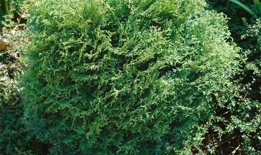 Thuja occidentalis 'Miss Frosty'®