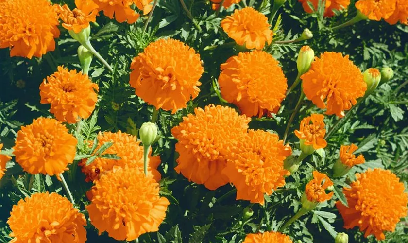 Tagetes patula 'Petite Orange'