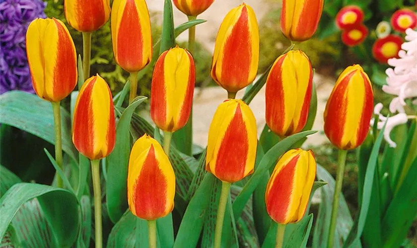 Tulipa greigii 'First Love'