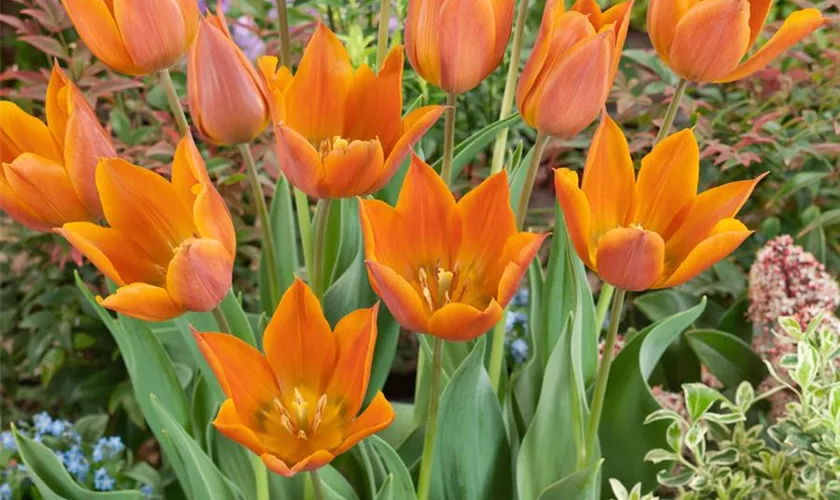 Tulipa 'Request'